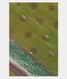 Yellowish Green Banaras Tussar Saree T1959341
