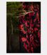 Black Tussar Printed Saree T1987571