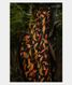 Black Tussar Printed Saree T1987551