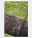 Green Chaniya Silk Saree T2110291