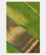 Light Green  Silk Cotton Saree T2072491