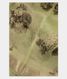 Green  Kora Organza Printed Saree  T2686681