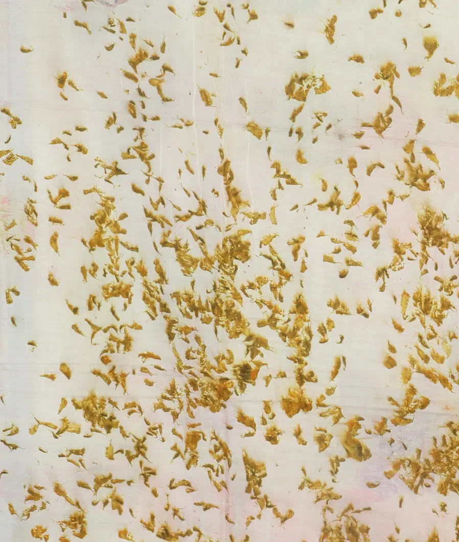 Off-White Pure Silk Saree T4522783