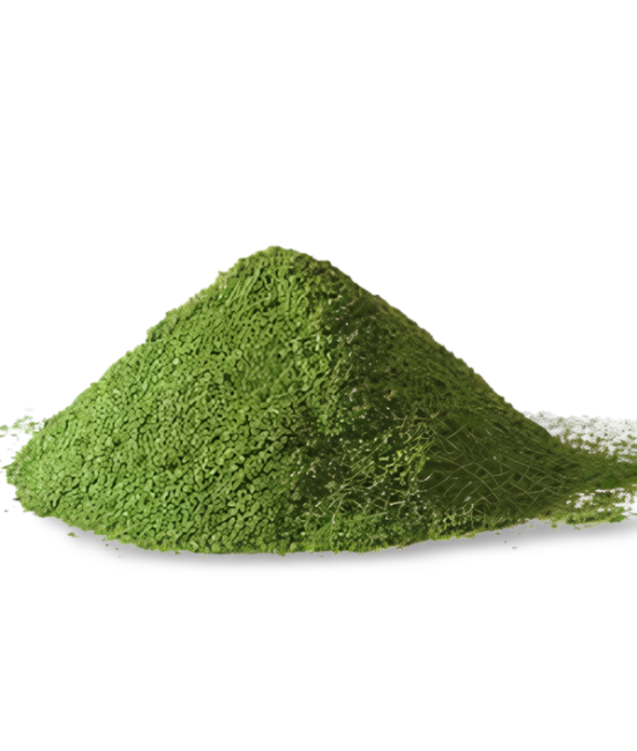 Moringa Powder1