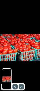 tomatoes-oa001904-a