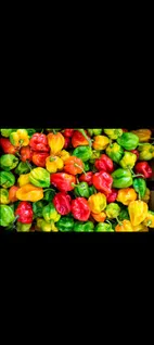 pepper-oa001905-b