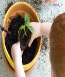  Planter Pots and Bags