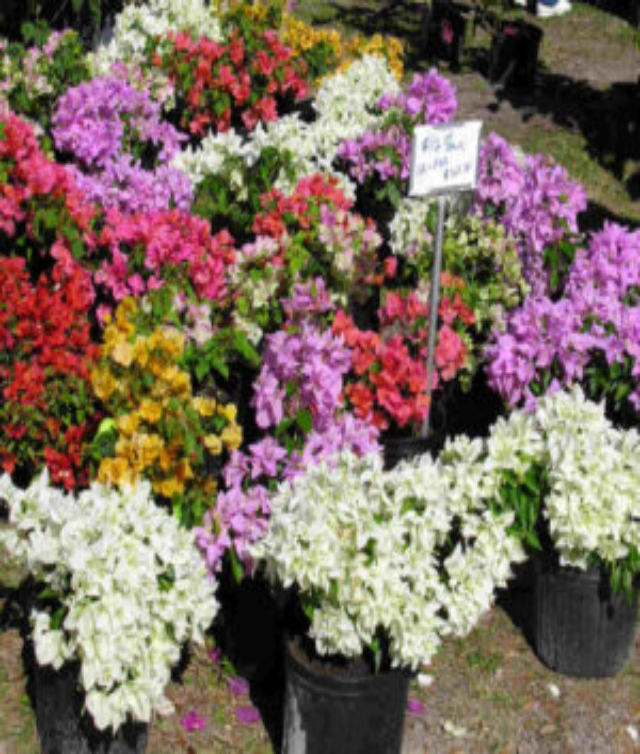 Bougainvilla 40cm height1