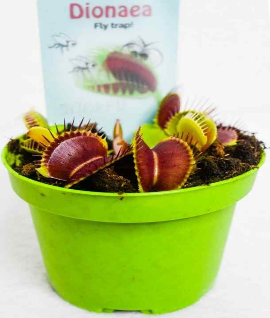 Dionaea 10-20cm Height1