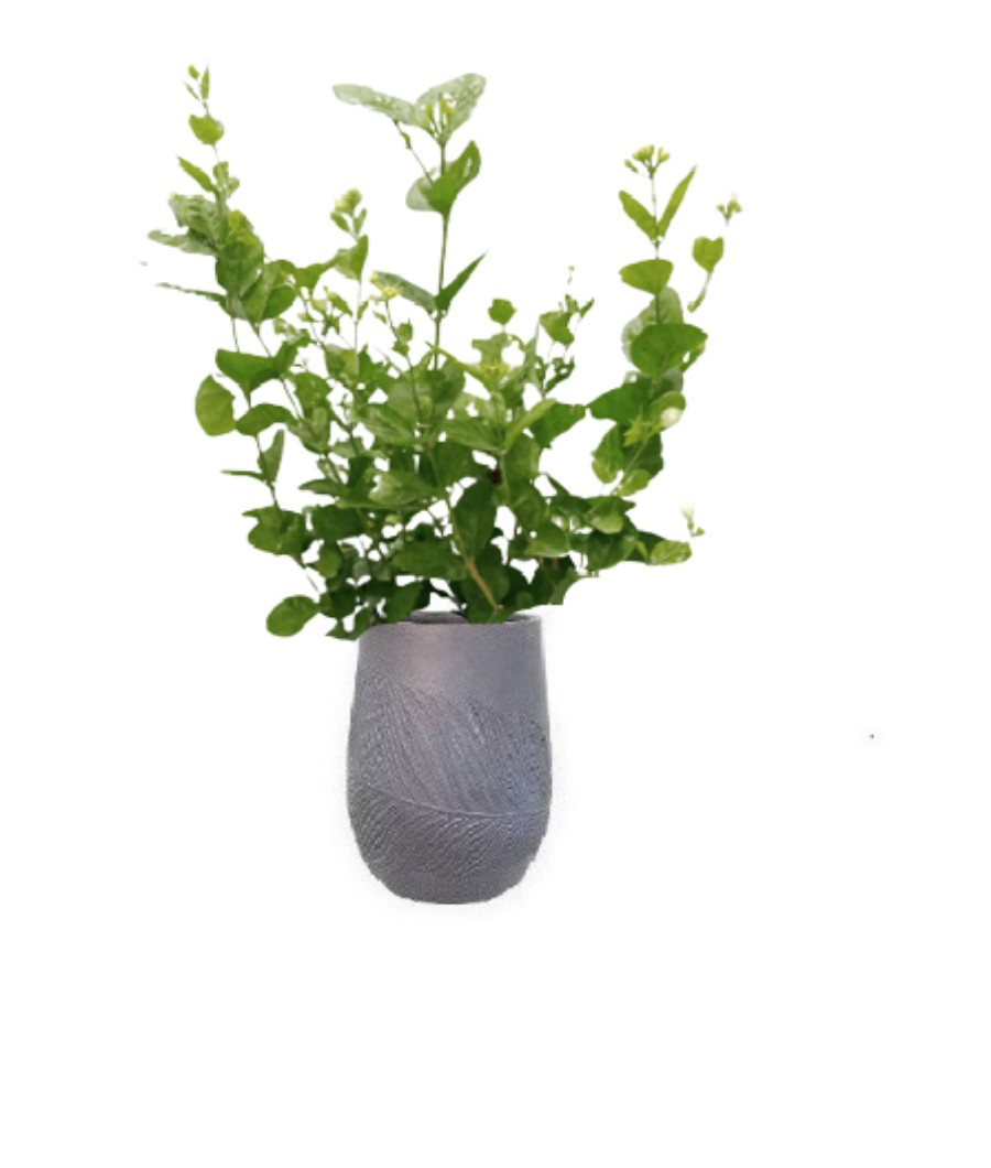 jasmin-with-pot-17-116596-a