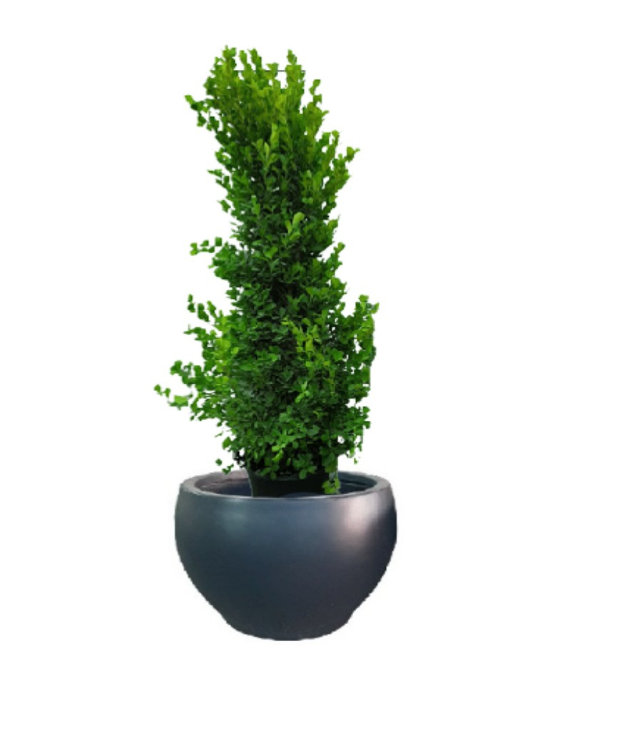 ficus-panda-cone-shape-with-pot-15-116602-a