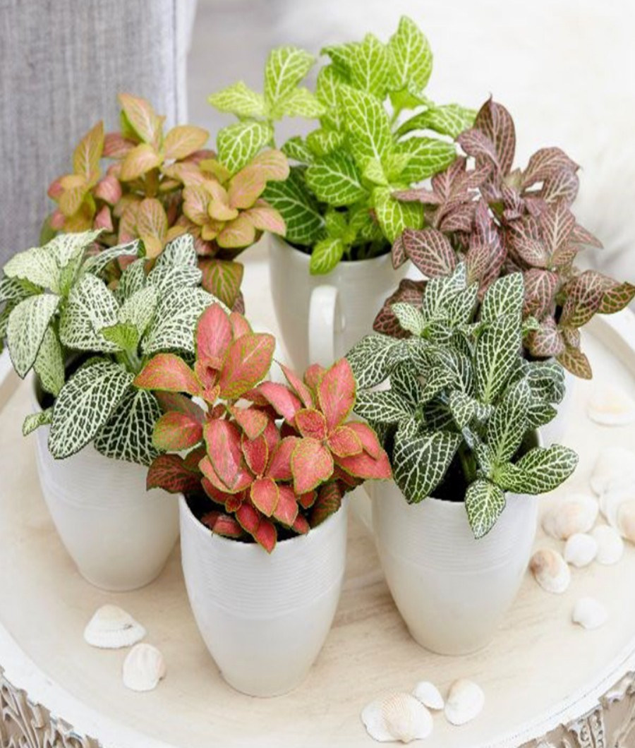 mosaic-plant-5-10cm-spread-116688-a