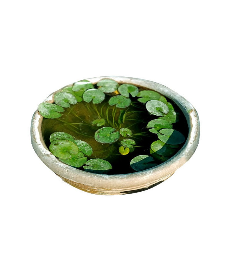 Water lilly (Nymphaeaceae)1