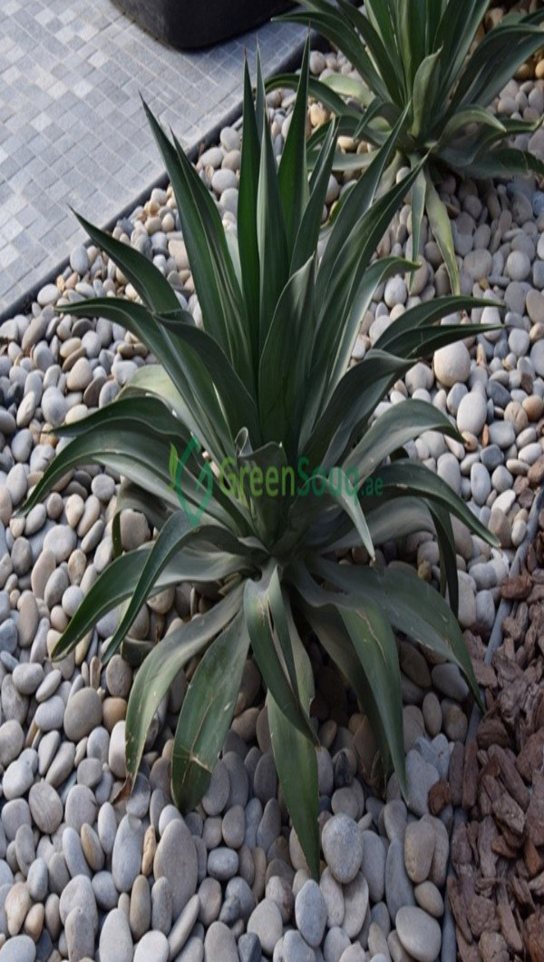 Agave Attenvata1