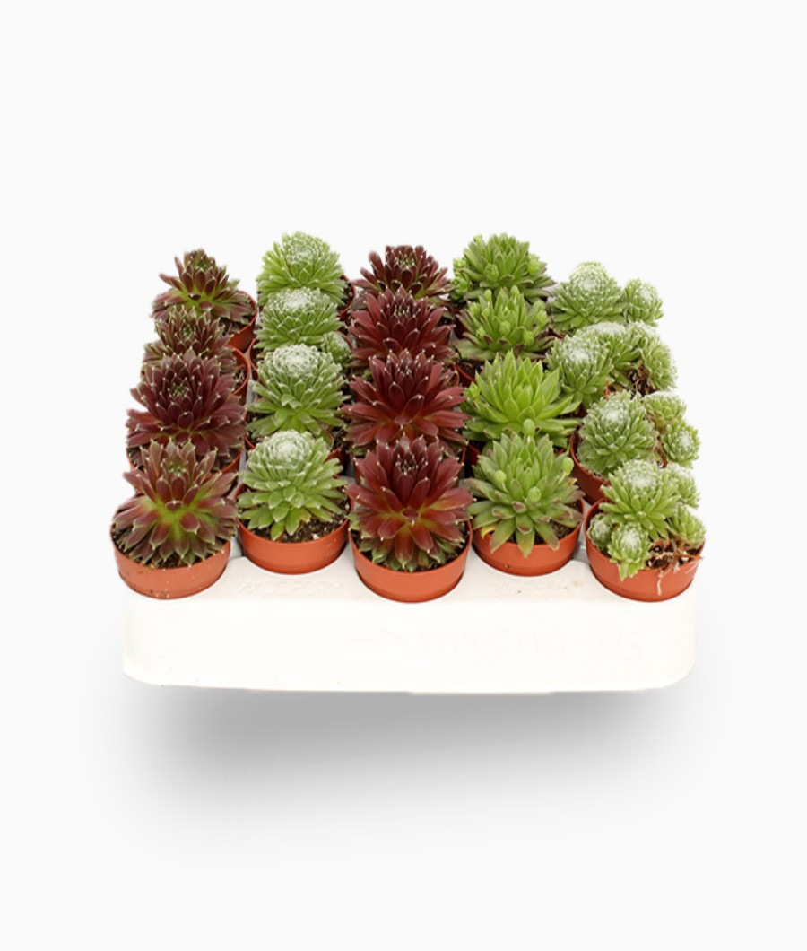 Sempervivum ,Hens and Chicks or Hoseleeks Mini Mixed1
