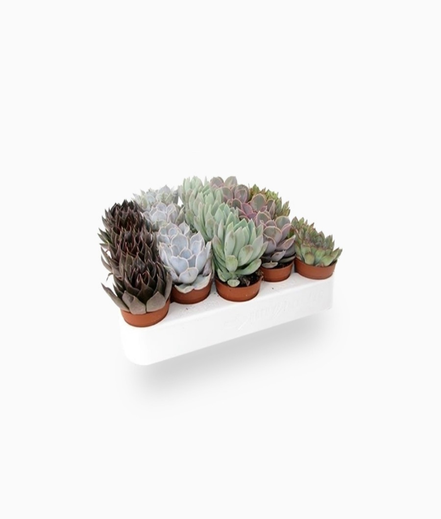 Mini Succulents Mix (6-10cm) with Pot1