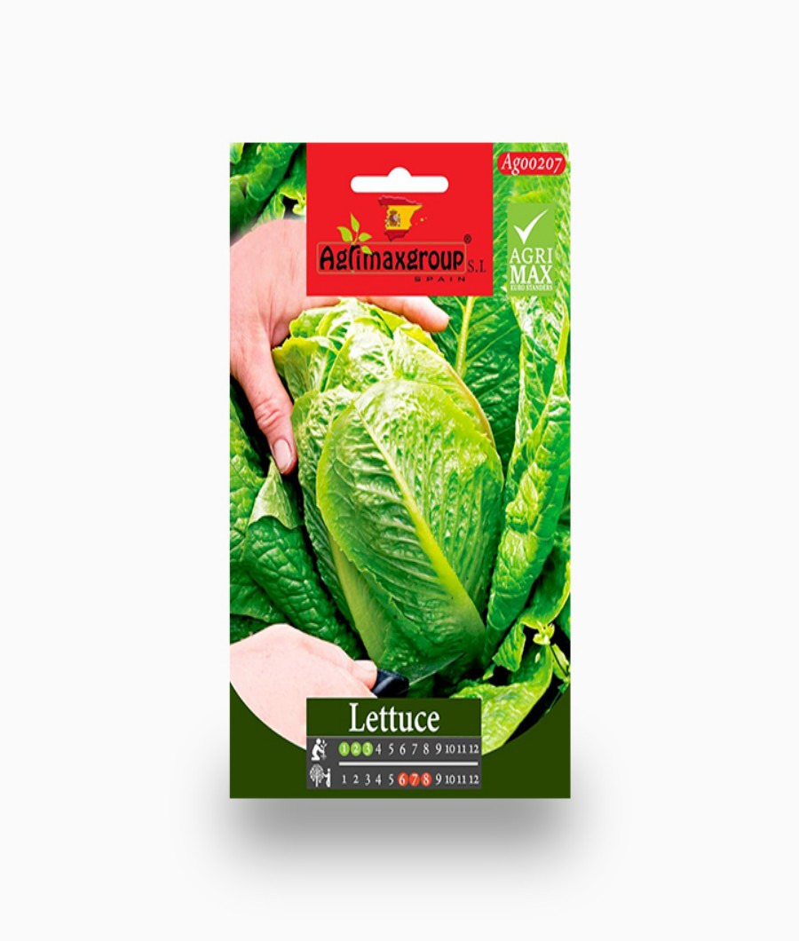 Lettuce1