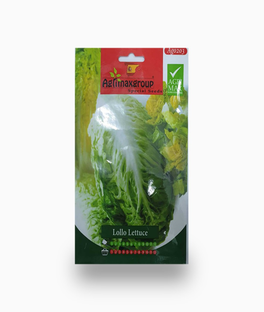 Lollo Lettuce1