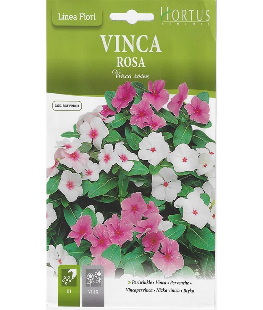 Vinca Rosa1