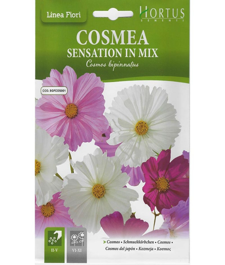 Cosmea Sensation in Mix1