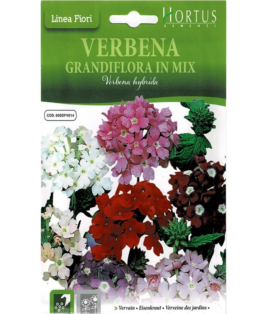 Verbena Grandiflora in Mix1