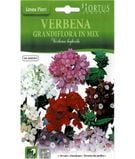 Verbena Grandiflora in Mix1