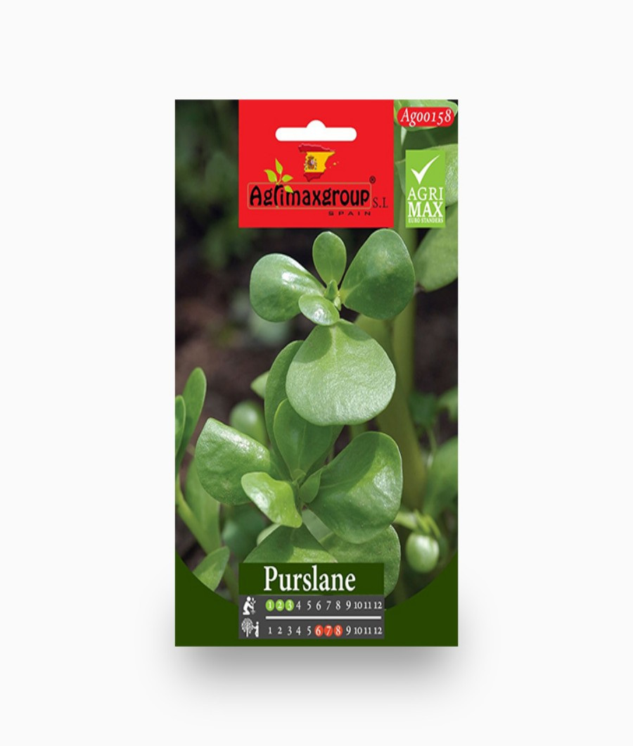 Purslane1