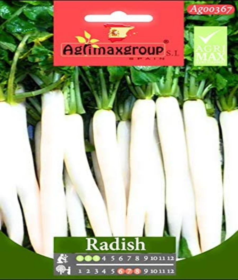 White Radish1