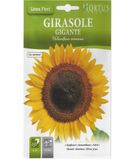 Sunflower Girasole Gigante1