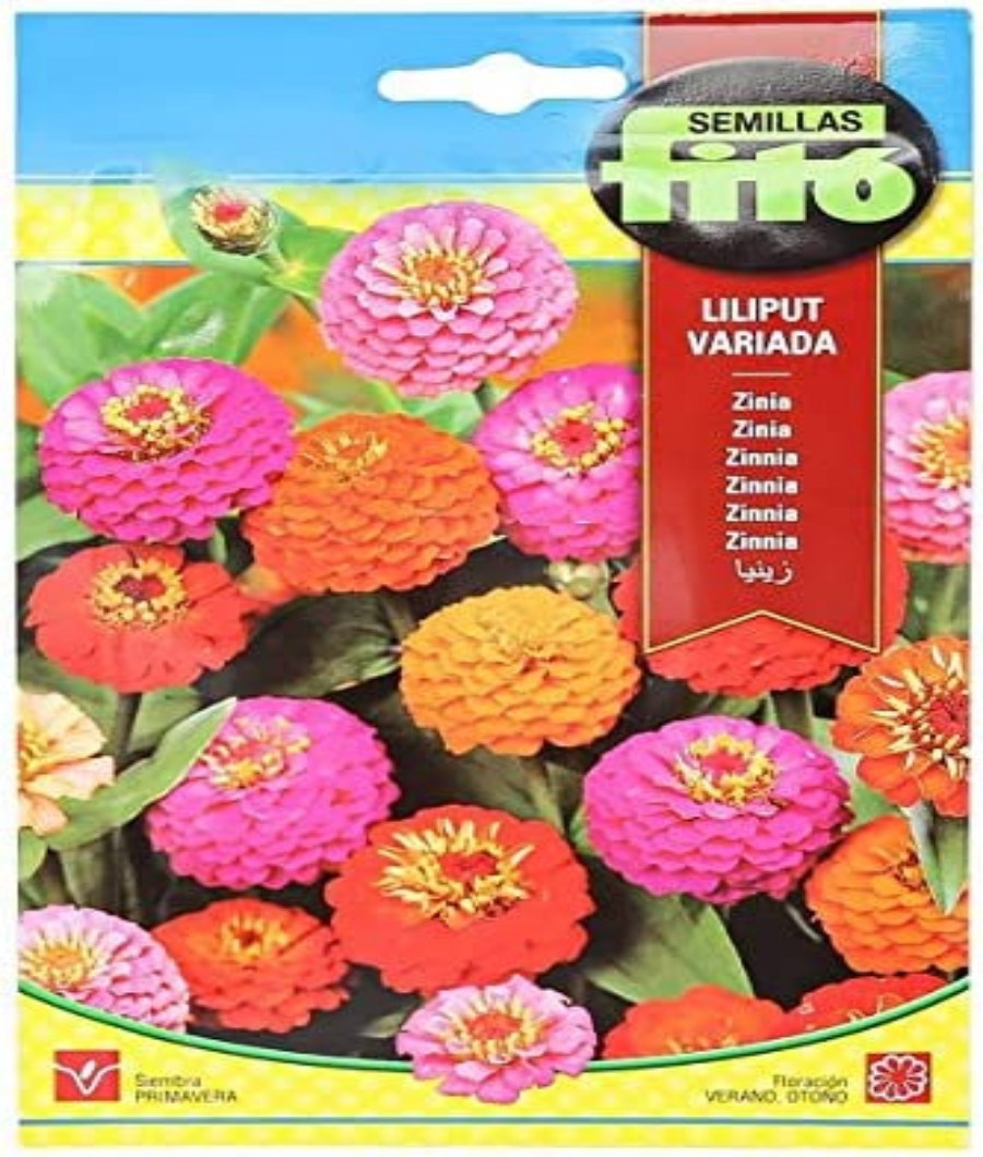 Zinnia1