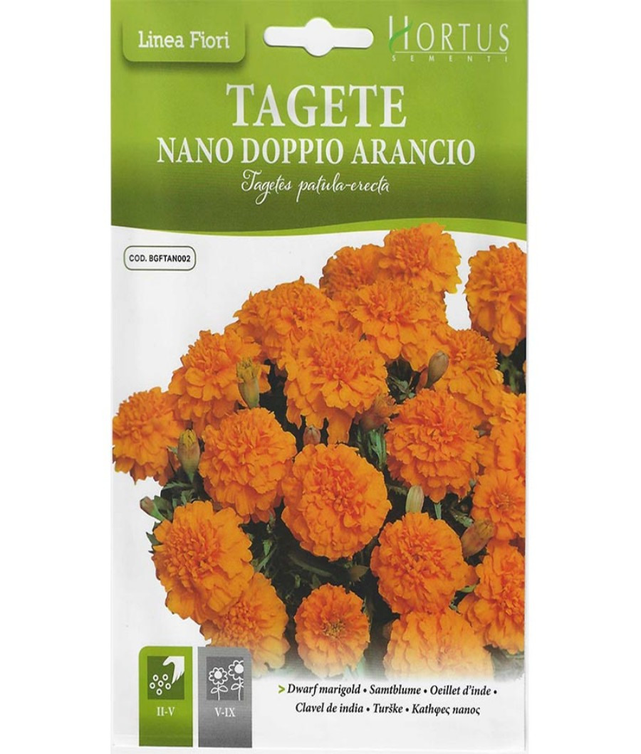Dwarf Marigold1