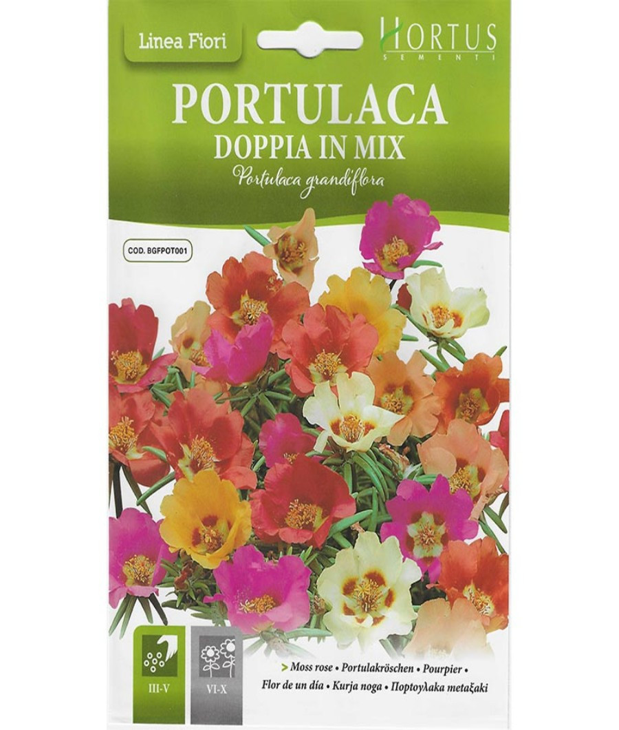 Moss Rose(Portulaca Doppia In Mix)1