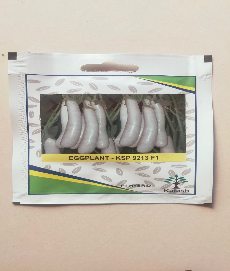 Egg Plant KSP9213- F11