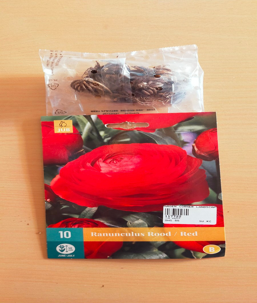 Red Ranunculus Rood 1