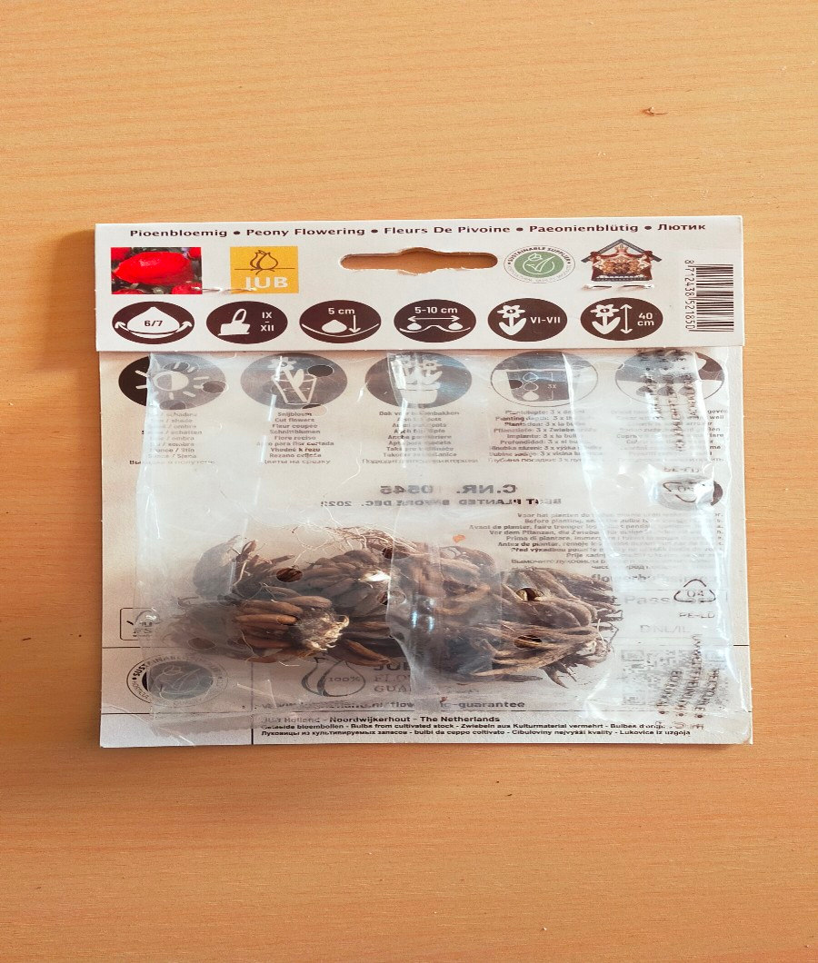 Red Ranunculus Rood 2