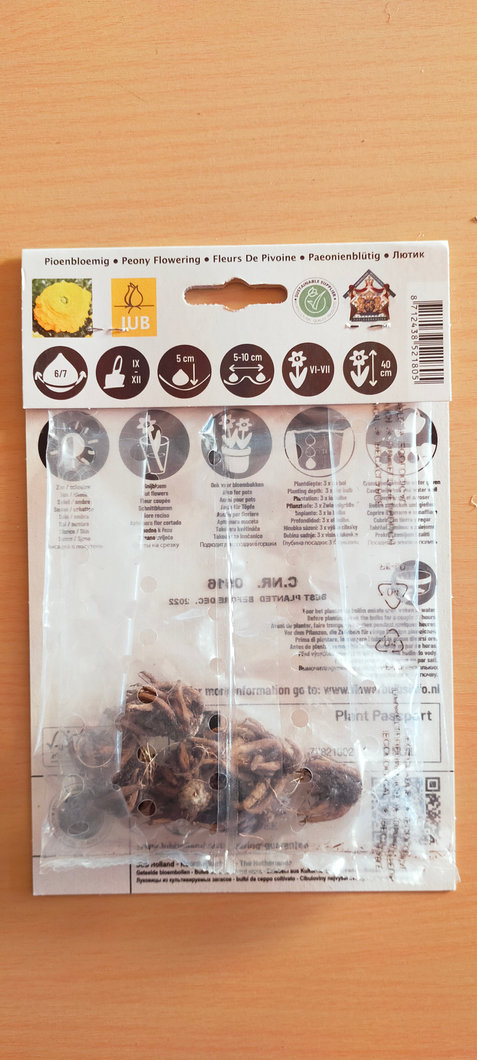 Yellow Ranunculus Geel2