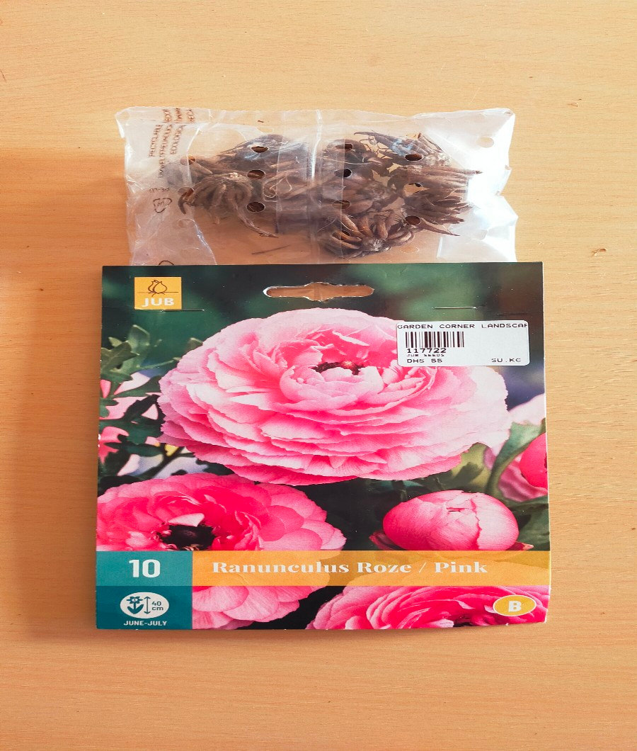 Pink Ranunculus Roze1