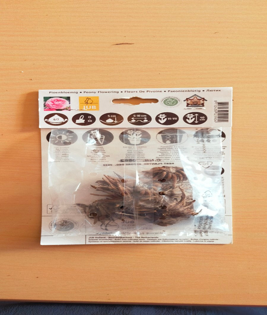 Pink Ranunculus Roze2