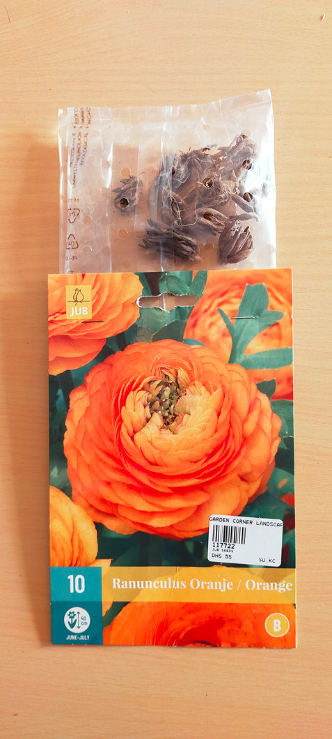 Orange Ranunculus Oranje1