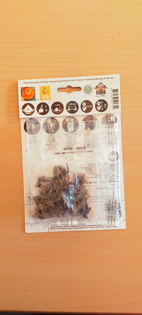 Orange Ranunculus Oranje2