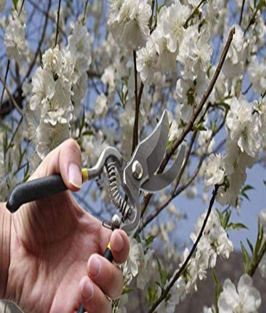 Pruning Shear 8 inch2