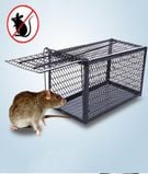 Rat Trap1