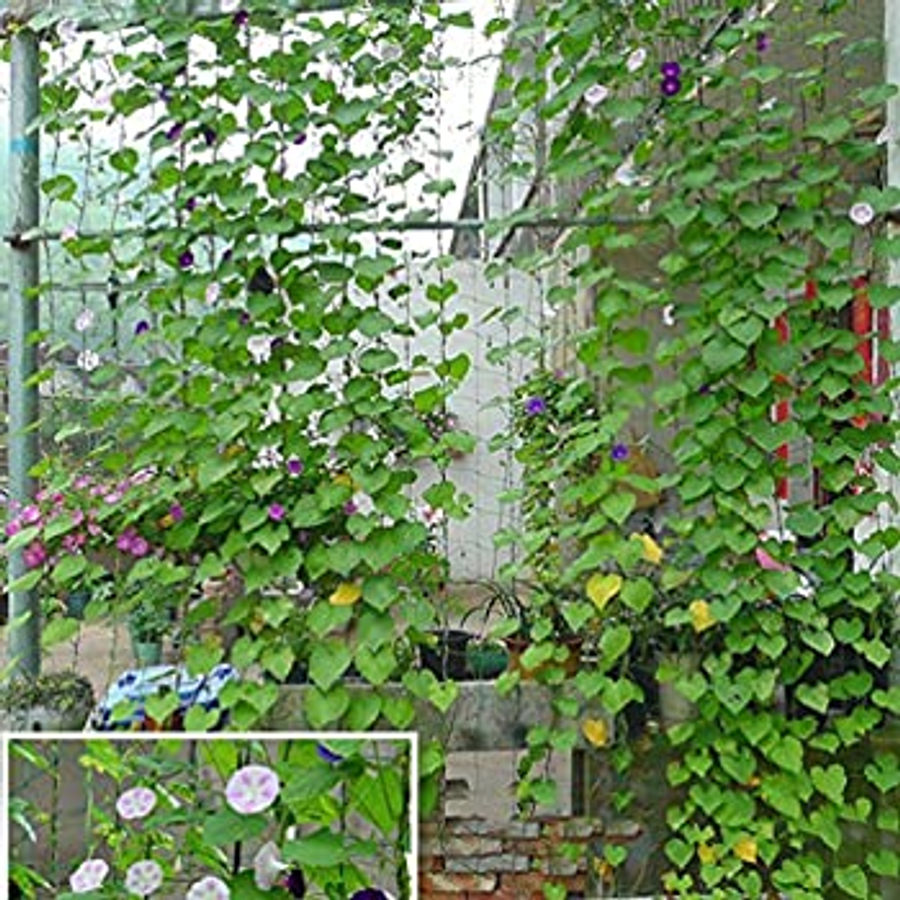 -creepers-net-and-anti-bird-net-50-m-00477-a