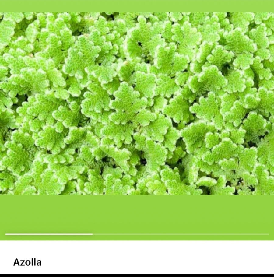 azolla-50-g-00562-a