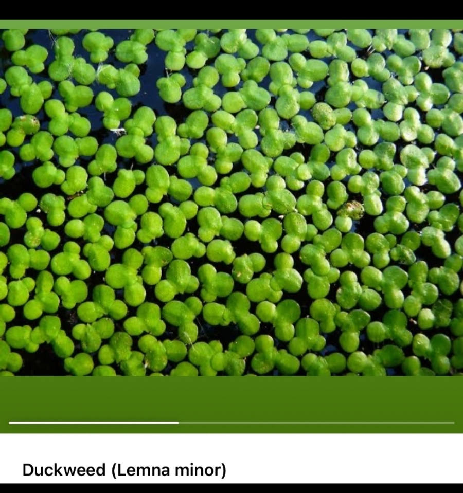 duck-weedlemna-miner-50g-00563-a