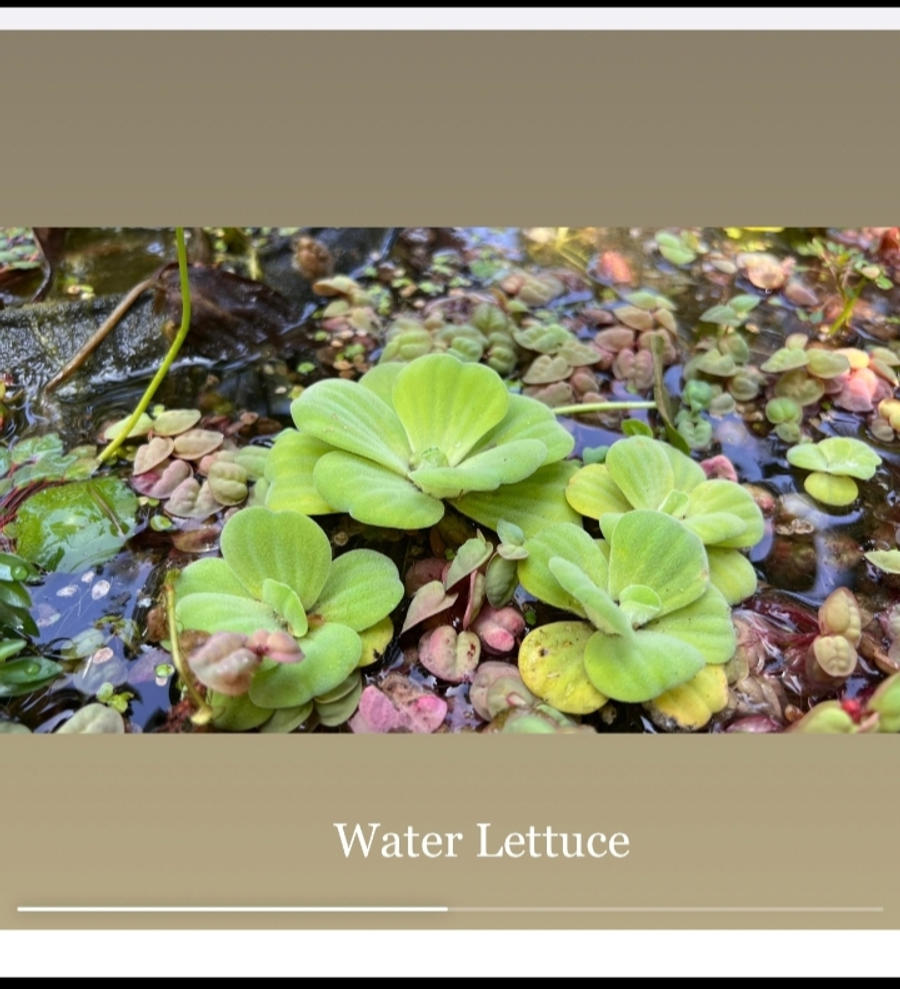 Water Lettuce 50 g1