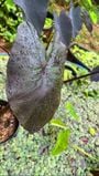 Colocasia Esculenta1