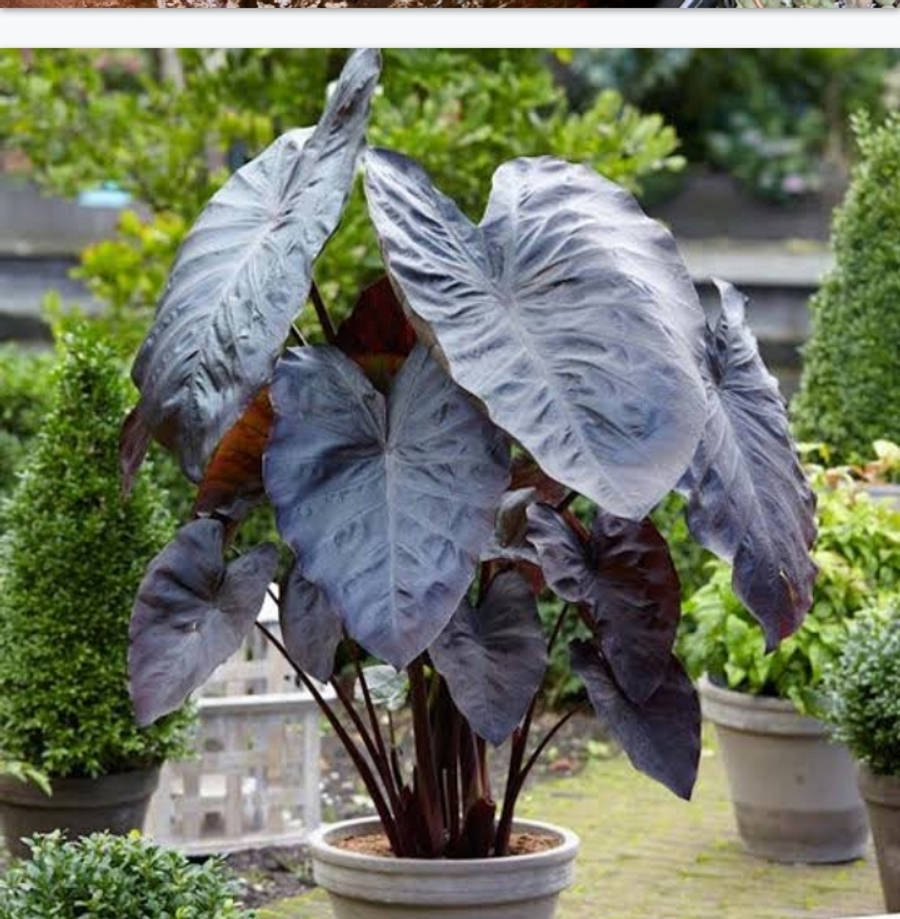 colocasia-esculenta-00567-b