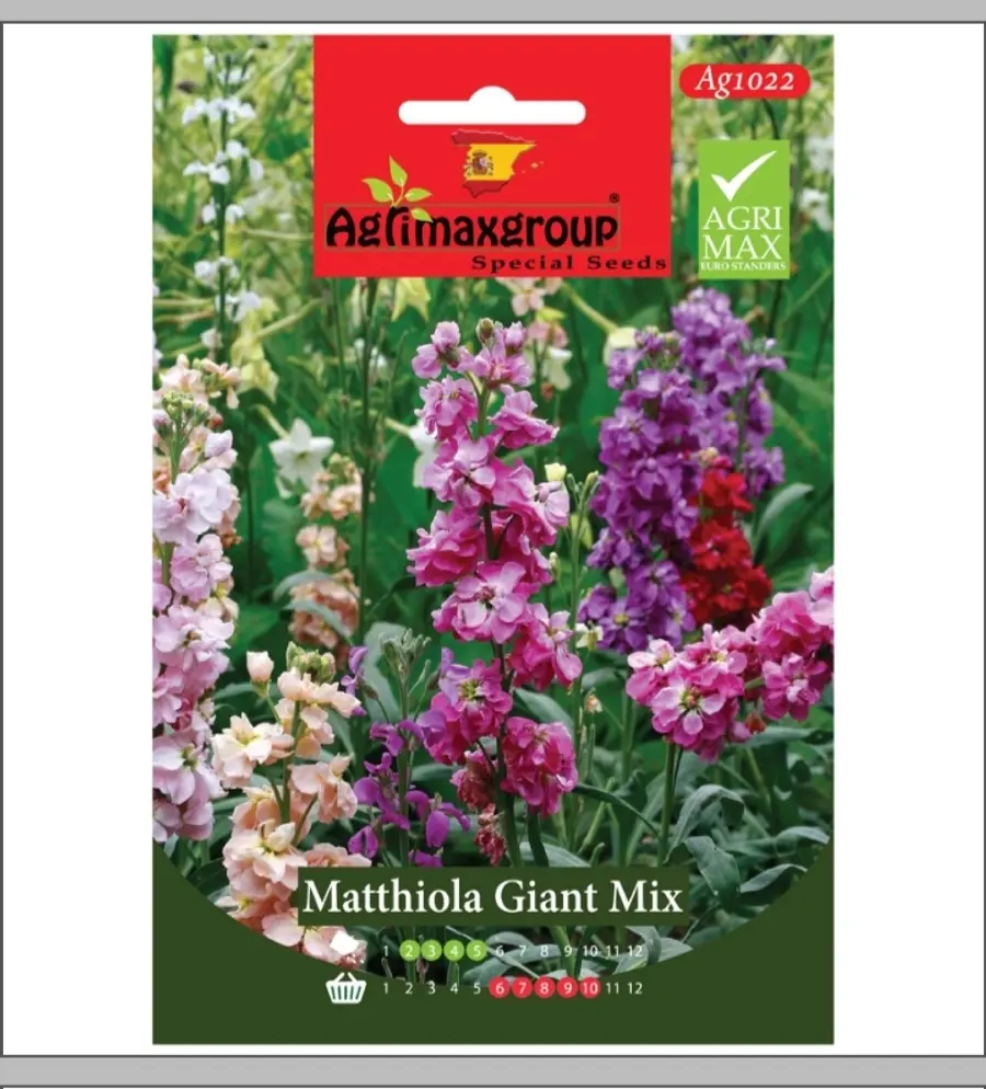Matthiola Giant Mix1