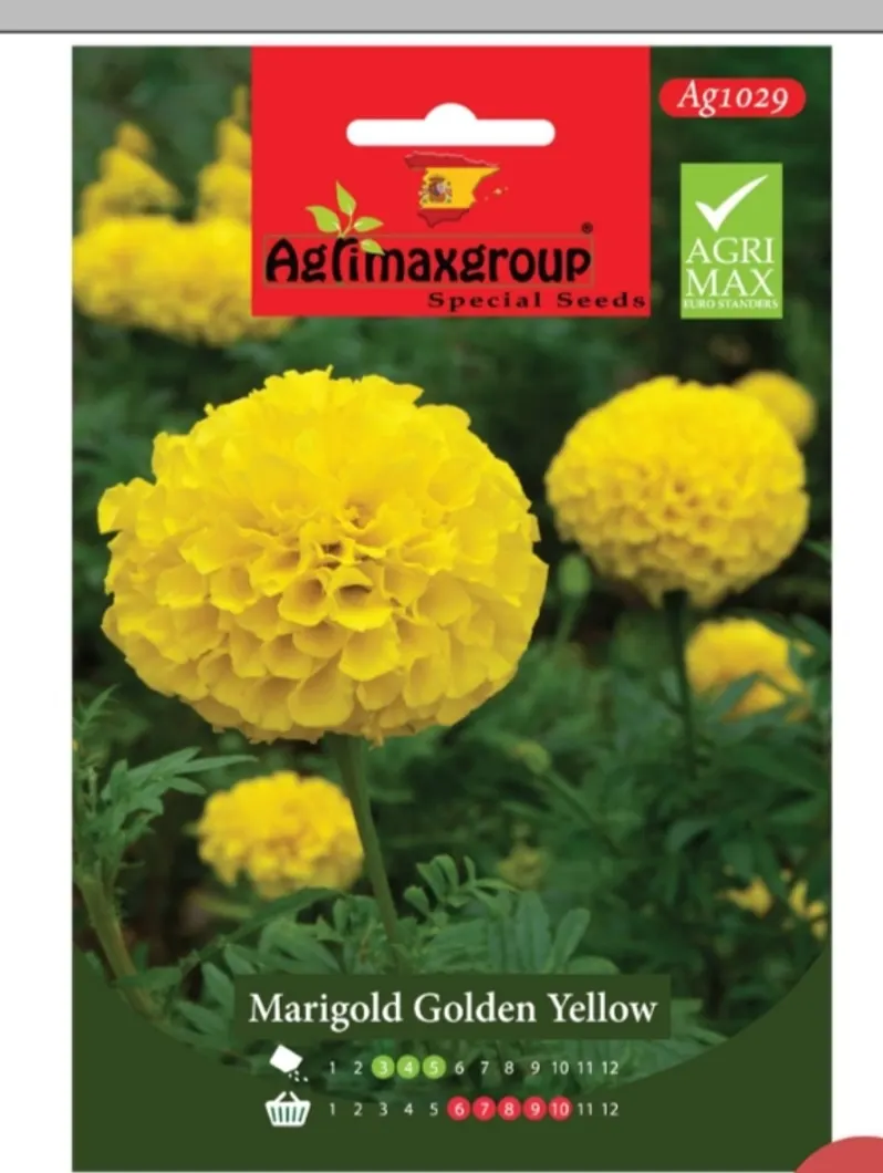 Marigold Golden Yellow1
